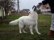 Щенки породы Белая Швейцарская Овчарка