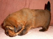 Щенки тибетского мастифа