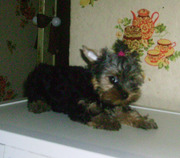 Девочка йоркширского терьера,  стандарт