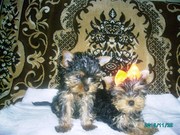 Девочки йоркширского терьера,  мини