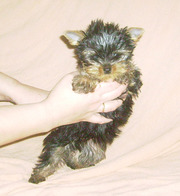 Супер мини - йорочка, 