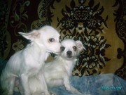 Продаются девочки метисы чихуа-хуа и мальтийской болонки