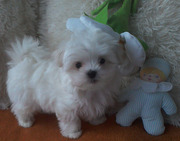 Мальчики миники с мордочкой беби-фейс