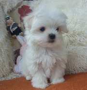 Щенки-мальчики мини размера с плоскими мордочками.