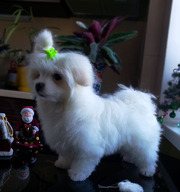 Трехмесячные щенки мальтезе - мальчики,  миники,  беби-фейс.