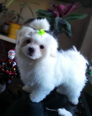 Трехмесячные Щенки-мальчики мин,  беби-фейс.