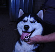 Сибирский хаски кобель для вязки КСУ-FCI