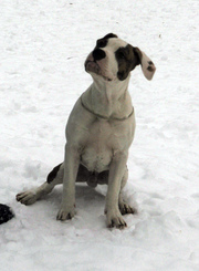 Выставочный мальчуган  стаффордширский терьер.