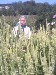 Лофант тибетский. Продам семена и сушеное  сырье 