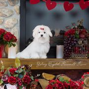 красивая девочка мальтезе  без недостатков