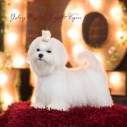 красивый щенок для выставок и разведения!