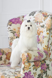 Красивый малыш мальтезе