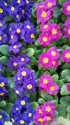 Примула,  примула купить,  примула цена,  примула Киев,  примула опт