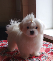 Щенок мальтийской болонки  4, 5 месяца.