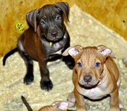 Щенки питбуля питбультерьера 