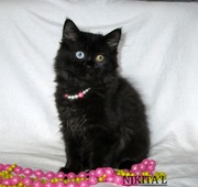 охос асулес или алтайская голубоглазая