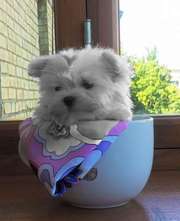 Кукольный ультра-миник мальтезе.