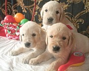 Щенки золотистого ретривера