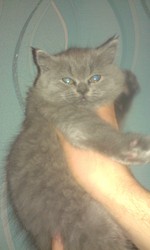 Британский котенок Шаман.