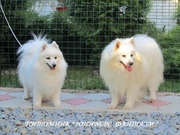 Белоснежные щенки японского шпица  