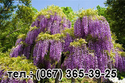 Вистерия морозостойкая цена от 25 грн.,  саженцы Глицинии продажа оптом