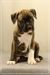 Замечательные детки от чемпионов амстаффа