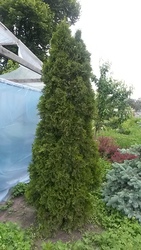 В  связи  с  банкротством садового центра ДЕШЕВО продаются остатки