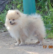 Девочка шпица