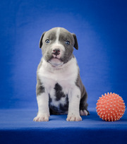 Бронь на голубых щенков Амстафф 