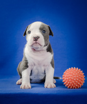 Девочка конфетка Амстафф