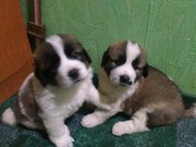 Щенки московская сторожевая 1, 5 мес. с документами. Доставка