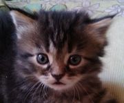 Мейн-кун катята третий месяц