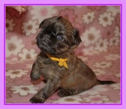 Щенки гриффона из питомника «Забавная роскошь»