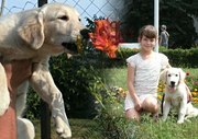 Щенки золотистого ретривера