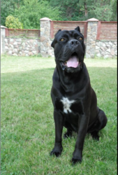 10 Кане Корсиков. Документы КСУ. Детишкам 1 месяц и1неделя