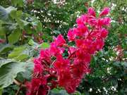 красный каштан Aesculus carnea для озеленения 