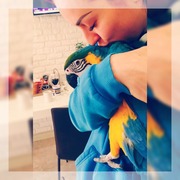 Попугай Ара+ Вольер