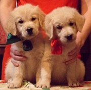 Золотистого ретривера щенки