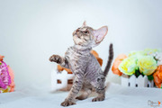 Котята Девон рекс