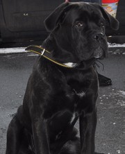 Породный щенок кане корсо от пары чемпионов , кобель. КСУ.