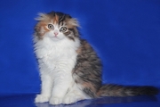 Открыт резерв на шотландских вислоухих и прямоухих котят