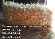 Солома для мульчування рослин в квадратних тюках вагою 20-25 кг