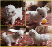 Продаются белоснежные щенки мальтезе,  с беби-фейс