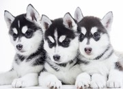 Продажа щенков Сибирский Хаски