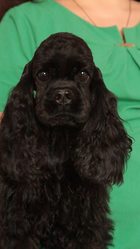 Продажа шикарного щенка американский кокер спаниель