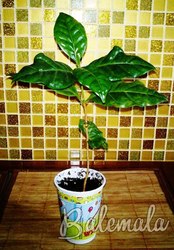 Продажа саженцев кофейного дерева,  сорт Арабика