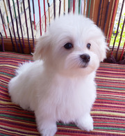 Щенки мальтезе - мальчики - три месяца.