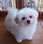 Послушные,  нежные,   ласковые трехмесячные мальчики - щенки мальтезе.