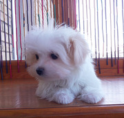 Щенки мальтезе – мальчики – 4 месяца.