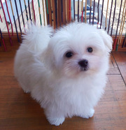 Послушные,  ласковые,  игривые малыши мальтийской болонки (мальчики).